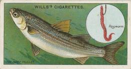 1910 Wills's Cigarettes Fish & Bait #34 Grey Mullet Front