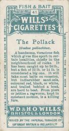 1910 Wills's Cigarettes Fish & Bait #41 Pollack Back