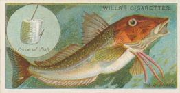 1910 Wills's Cigarettes Fish & Bait #43 Gurnard Front
