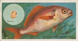 1910 Wills's Cigarettes Fish & Bait #48 Sea Bream Front