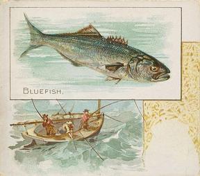1889 Allen & Ginter 50 Fish from American Waters (N39) #NNO Bluefish Front