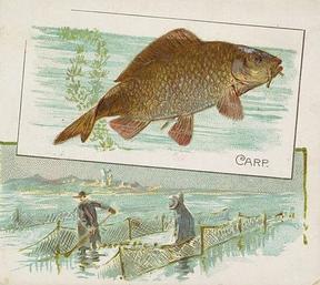 1889 Allen & Ginter 50 Fish from American Waters (N39) #NNO Carp Front