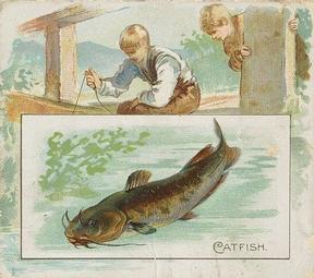 1889 Allen & Ginter 50 Fish from American Waters (N39) #NNO Catfish Front