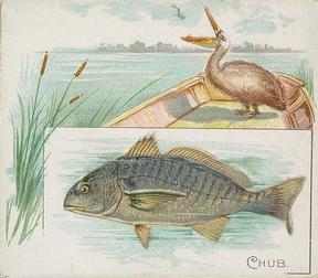 1889 Allen & Ginter 50 Fish from American Waters (N39) #NNO Chub Front