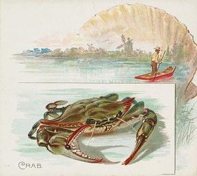 1889 Allen & Ginter 50 Fish from American Waters (N39) #NNO Crab Front