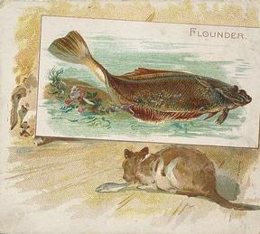 1889 Allen & Ginter 50 Fish from American Waters (N39) #NNO Flounder Front