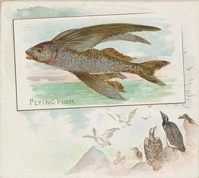 1889 Allen & Ginter 50 Fish from American Waters (N39) #NNO Flying Fish Front