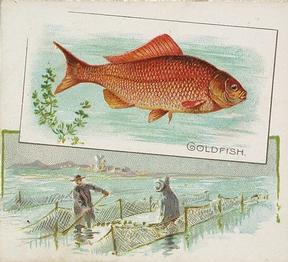 1889 Allen & Ginter 50 Fish from American Waters (N39) #NNO Goldfish Front