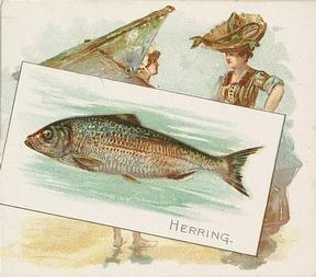 1889 Allen & Ginter 50 Fish from American Waters (N39) #NNO Herring Front