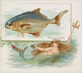 1889 Allen & Ginter 50 Fish from American Waters (N39) #NNO Pampano Front