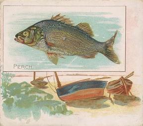 1889 Allen & Ginter 50 Fish from American Waters (N39) #NNO Perch Front
