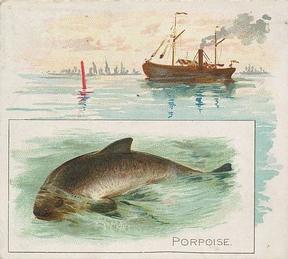 1889 Allen & Ginter 50 Fish from American Waters (N39) #NNO Porpoise Front