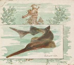 1889 Allen & Ginter 50 Fish from American Waters (N39) #NNO Sawfish Front