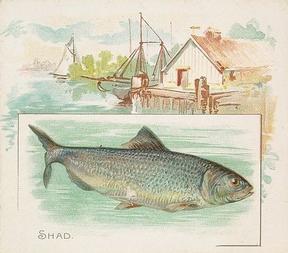 1889 Allen & Ginter 50 Fish from American Waters (N39) #NNO Shad Front