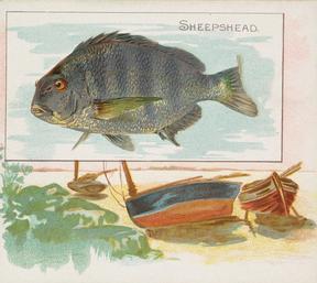 1889 Allen & Ginter 50 Fish from American Waters (N39) #NNO Sheepshead Front