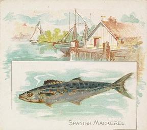 1889 Allen & Ginter 50 Fish from American Waters (N39) #NNO Spanish Mackerel Front