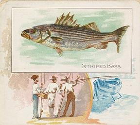 1889 Allen & Ginter 50 Fish from American Waters (N39) #NNO Striped Bass Front