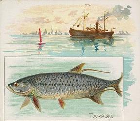 1889 Allen & Ginter 50 Fish from American Waters (N39) #NNO Tarpon Front