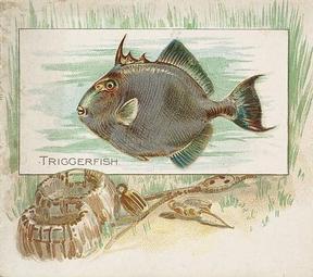 1889 Allen & Ginter 50 Fish from American Waters (N39) #NNO Triggerfish Front