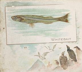 1889 Allen & Ginter 50 Fish from American Waters (N39) #NNO Whitebait Front