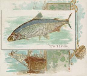 1889 Allen & Ginter 50 Fish from American Waters (N39) #NNO Whitefish Front
