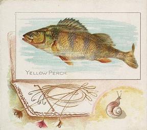 1889 Allen & Ginter 50 Fish from American Waters (N39) #NNO Yellow Perch Front