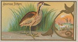 1889 Allen & Ginter Game Birds (N13) #NNO American Bittern Front