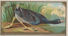 1889 Allen & Ginter Game Birds (N13) #NNO American Coot Front