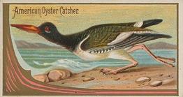1889 Allen & Ginter Game Birds (N13) #NNO American Oyster Catcher Front