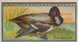 1889 Allen & Ginter Game Birds (N13) #NNO Black Head Duck Front