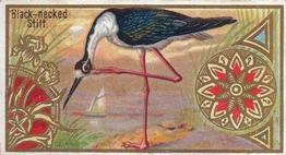 1889 Allen & Ginter Game Birds (N13) #NNO Black-necked Stilt Front