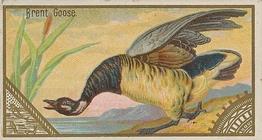 1889 Allen & Ginter Game Birds (N13) #NNO Brent Goose Front