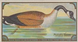 1889 Allen & Ginter Game Birds (N13) #NNO Canada Goose Front