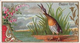 1889 Allen & Ginter Game Birds (N13) #NNO Clapper Rail Front