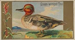 1889 Allen & Ginter Game Birds (N13) #NNO Green-winged Teal Front