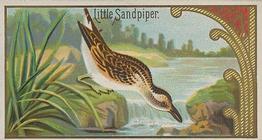 1889 Allen & Ginter Game Birds (N13) #NNO Little Sandpiper Front
