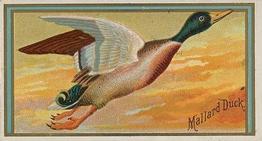 1889 Allen & Ginter Game Birds (N13) #NNO Mallard Duck Front
