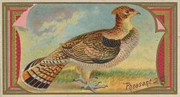 1889 Allen & Ginter Game Birds (N13) #NNO Pheasant Front