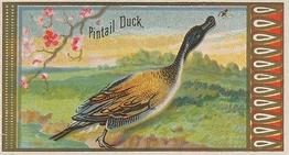 1889 Allen & Ginter Game Birds (N13) #NNO Pintail Duck Front