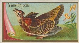 1889 Allen & Ginter Game Birds (N13) #NNO Prairie Chicken Front