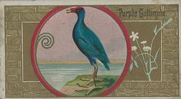 1889 Allen & Ginter Game Birds (N13) #NNO Purple Gallinule Front