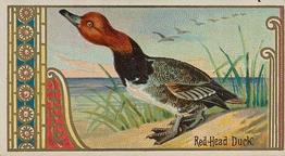 1889 Allen & Ginter Game Birds (N13) #NNO Red Head Duck Front