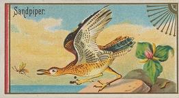 1889 Allen & Ginter Game Birds (N13) #NNO Sandpiper Front