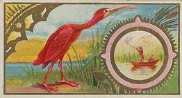 1889 Allen & Ginter Game Birds (N13) #NNO Scarlet Ibis Front