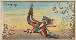 1889 Allen & Ginter Game Birds (N13) #NNO Turnstone Front