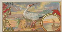 1889 Allen & Ginter Game Birds (N13) #NNO White Ibis Front