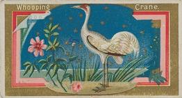 1889 Allen & Ginter Game Birds (N13) #NNO Whooping Crane Front