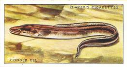 1935 Player's Sea Fishes #14 Conger Eel Front
