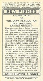 1935 Player's Sea Fishes #36 Tom-Pot Blenny or Gattorugine Back