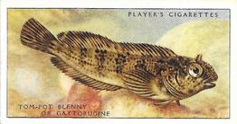 1935 Player's Sea Fishes #36 Tom-Pot Blenny or Gattorugine Front
